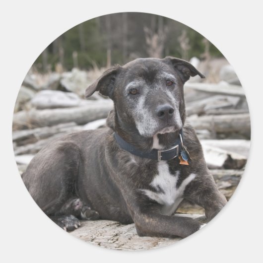American Staffordshire Terrier - Sticker (Voorkant)