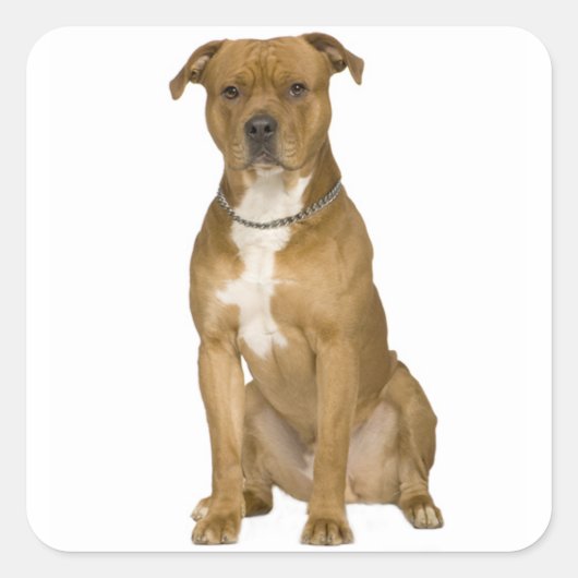 American Staffordshire Terrier Sticker zeehonden (Voorkant)