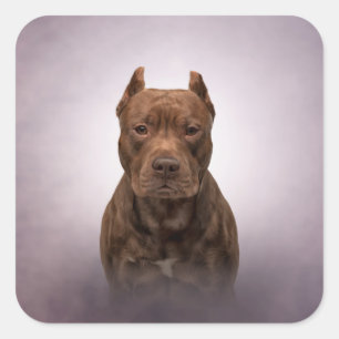 American Staffordshire Terrier Vierkante Sticker