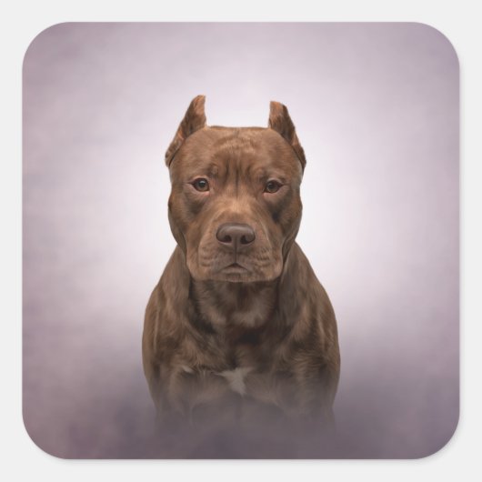 American Staffordshire Terrier Vierkante Sticker (Voorkant)