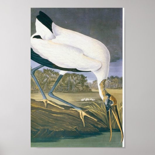 American Stork van John James Audubon Poster (Voorkant)