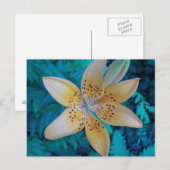 American Tiger Lily Briefkaart (Voorkant / Achterkant)