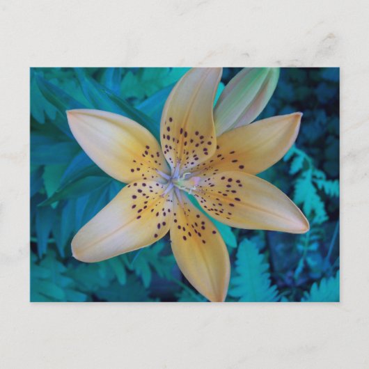 American Tiger Lily Briefkaart (Voorkant)