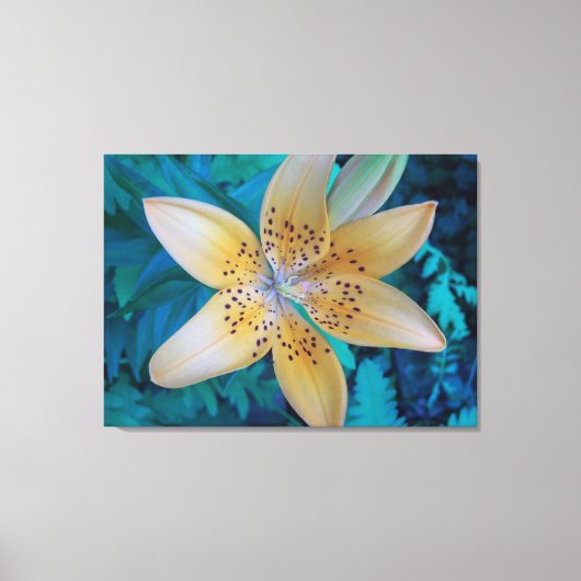 American Tiger Lily Canvas Afdruk (Voorkant)