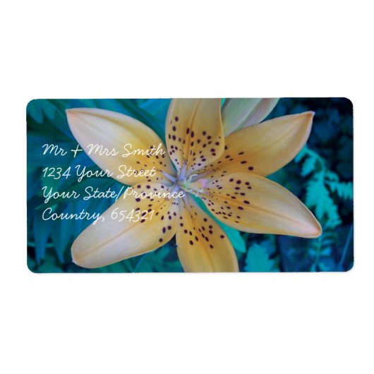 American Tiger Lily Etiket (Voorkant)