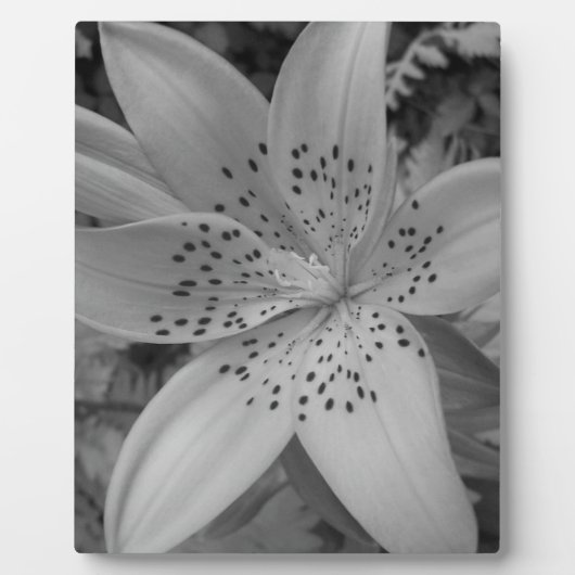 American Tiger Lily Fotoplaat (Voorkant)