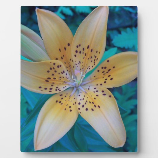 American Tiger Lily Fotoplaat (Voorkant)