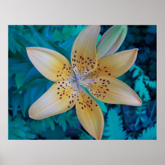American Tiger Lily Poster (Voorkant)