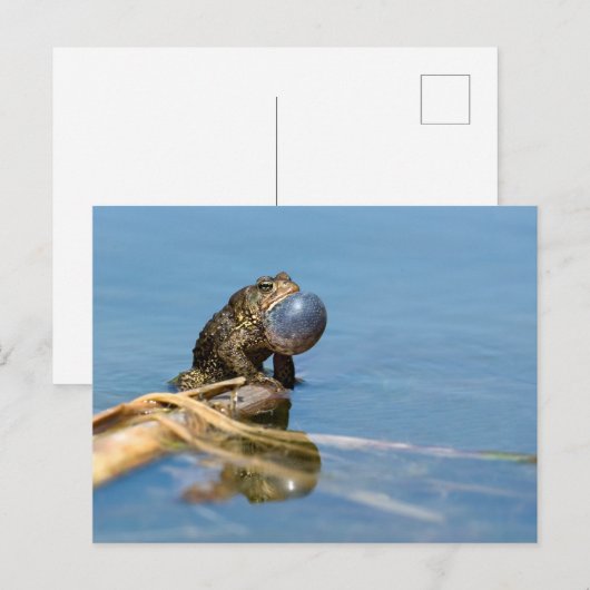 American Toad Briefkaart (Voorkant / Achterkant)