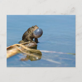 American Toad Briefkaart