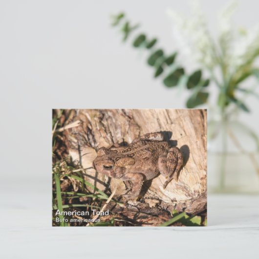 American Toad Briefkaart (Staand voorkant)