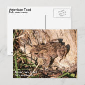 American Toad Briefkaart (Voorkant / Achterkant)