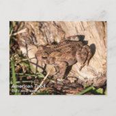 American Toad Briefkaart (Voorkant)