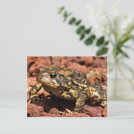 American Toad Briefkaart (Staand voorkant)
