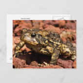 American Toad Briefkaart (Voorkant / Achterkant)