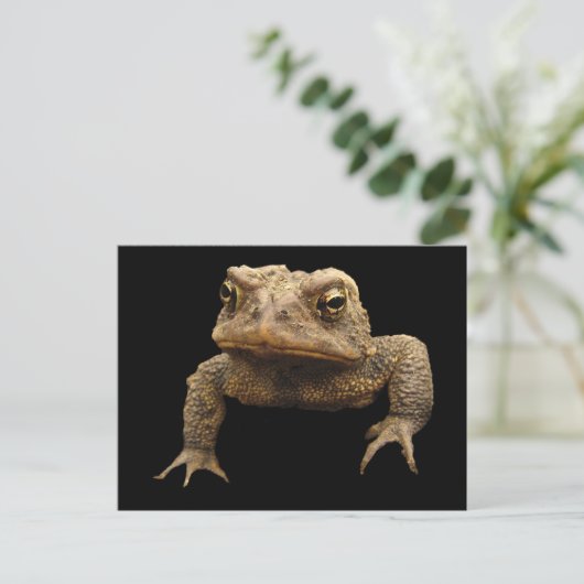 American Toad Briefkaart (Staand voorkant)