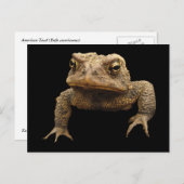 American Toad Briefkaart (Voorkant / Achterkant)