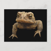 American Toad Briefkaart (Voorkant)