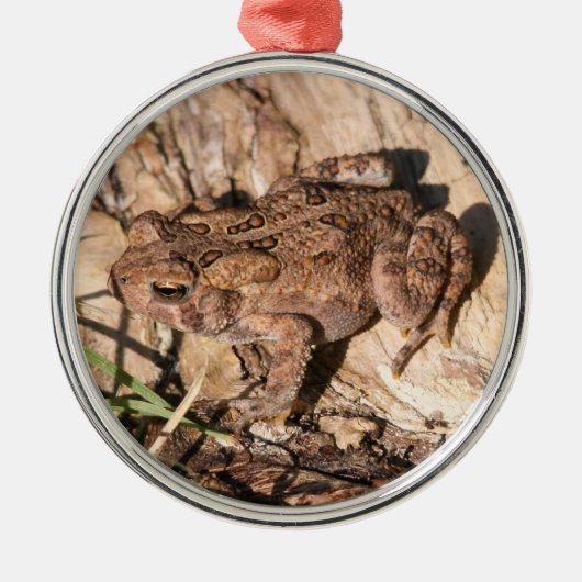 American Toad Metalen Ornament (Voorkant)