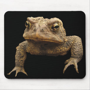 American Toad Muismat