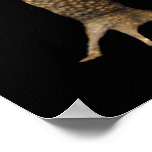 American Toad Poster (Hoek)