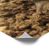 American Toad Poster (Hoek)