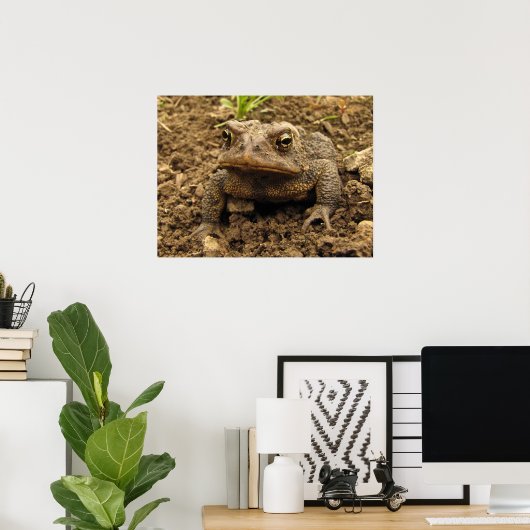 American Toad Poster (Thuiskantoor)