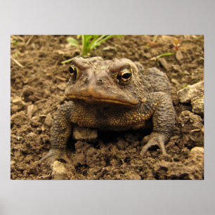 American Toad Poster