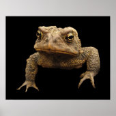American Toad Poster (Voorkant)