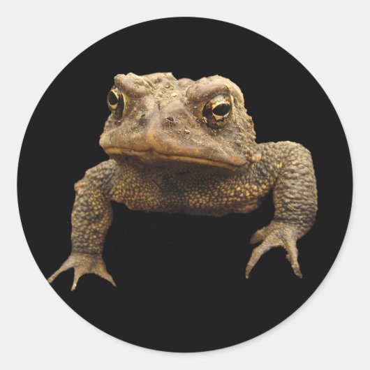 American Toad Ronde Sticker (Voorkant)