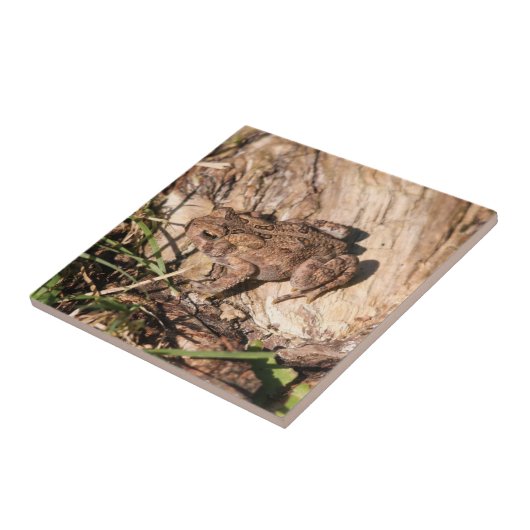 American Toad Tegeltje (Zijkant)