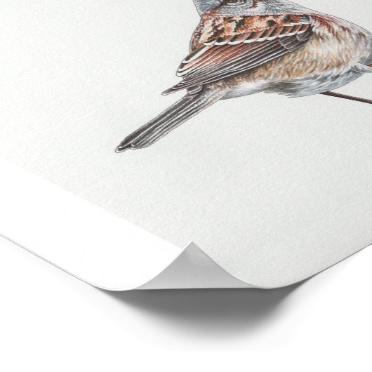 American Tree Sparrow Art Print (Hoek)