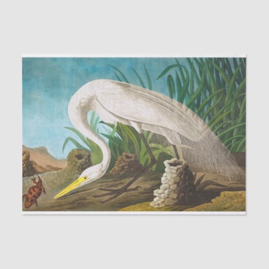 American White Heron door John James Audubon Tissuepapier (Voorkant)