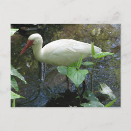 American White Ibis Briefkaart