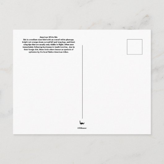 American White Ibis Briefkaart (Achterkant)