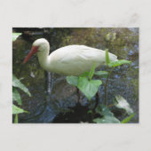 American White Ibis Briefkaart (Voorkant)