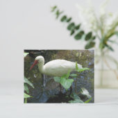 American White Ibis Briefkaart (Staand voorkant)