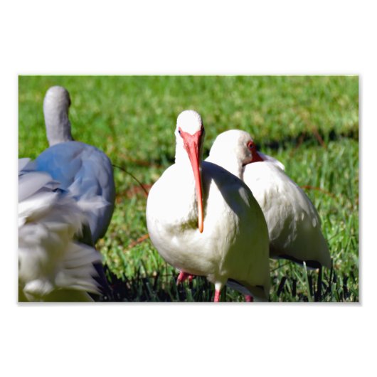 American White Ibis Foto Afdruk (Voorkant)