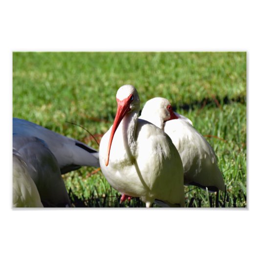 American White Ibis Foto Afdruk (Voorkant)