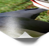 American White Ibis Foto Afdruk (Hoek)