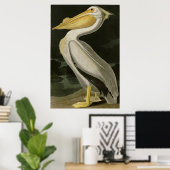 American White Pelican, Audubon's Birds of America Poster (Thuiskantoor)