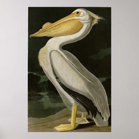 American White Pelican, Audubon's Birds of America Poster (Voorkant)