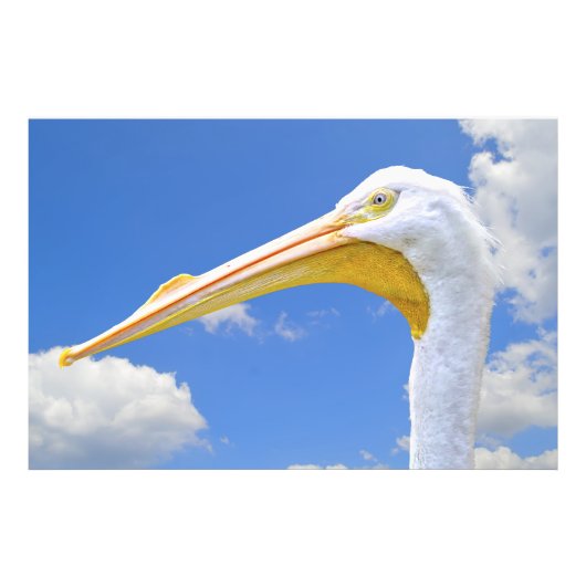 American White Pelican Foto Afdruk (Voorkant)