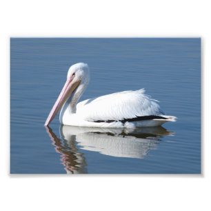 American White Pelican Foto Afdruk