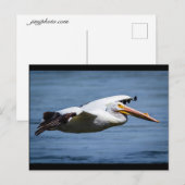 American White Pelican in vlucht Briefkaart (Voorkant / Achterkant)