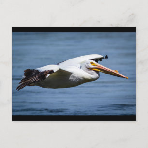 American White Pelican in vlucht Briefkaart