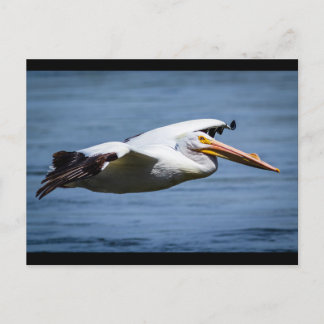 American White Pelican in vlucht Briefkaart