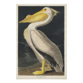 American White Pelican Perfect Poster (Voorkant)