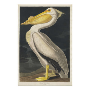 American White Pelican Perfect Poster