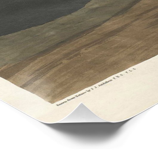 American White Pelican Perfect Poster (Hoek)